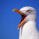Scrittura: espressione o comunicazione?